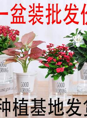 绿萝文竹金钻碧玉桌面植宿
