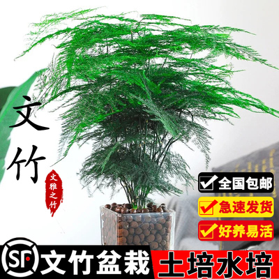 文竹盆栽植物室内净化空气办公