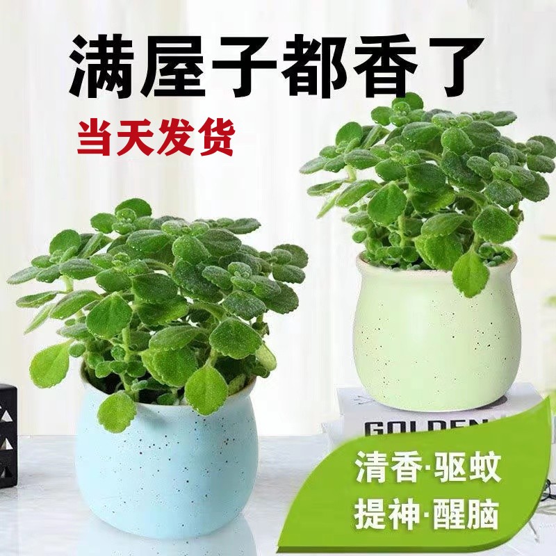 碰碰香盆栽一碰就香可食用驱蚊提神绿植好养易活多肉植物净化空气