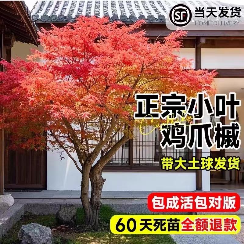 原生小叶鸡爪槭树苗正宗红枫盆栽园林庭院日本红舞姬老桩风景大树图片