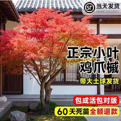 原生小叶鸡爪槭树苗正宗红枫盆栽园林庭院日本红舞姬老桩风景大树
