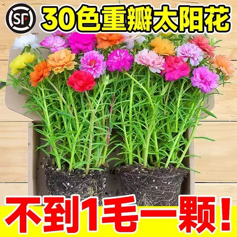 重瓣太阳花苗宿根枝条带根带花苞盆栽室内外好养花卉四季绿植开花图片