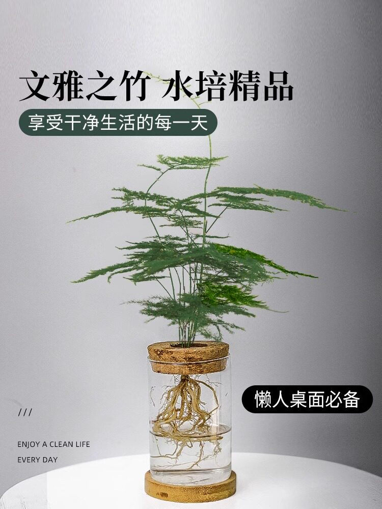 高端文竹无土纯水培植物室内好养四季开花大苗网红办公室绿植盆栽