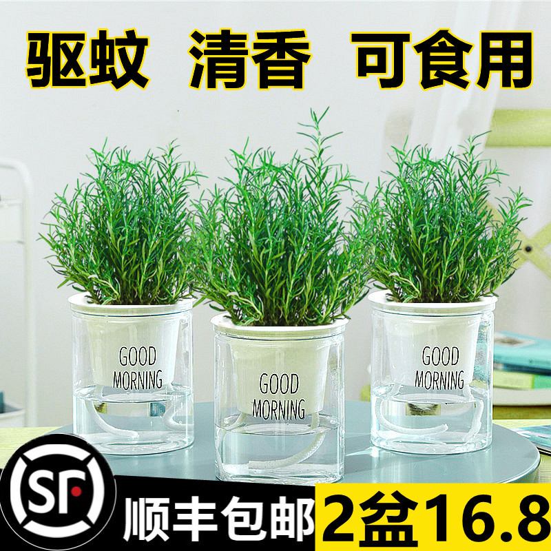 盆栽薄荷可食用碰碰香草绿植花卉室内水培植物好养花卉室内绿植物