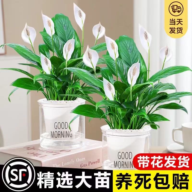 白掌绿植盆栽办公室内一帆风顺水培植物懒人适合养的花卉四季好养图片