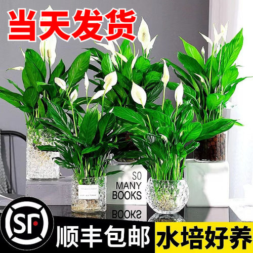 白掌一帆风顺盆栽水培植物办