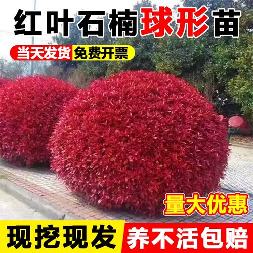 红叶石楠树苗四季庭院绿化苗木石楠球火焰红小苗红花继木球形盆栽