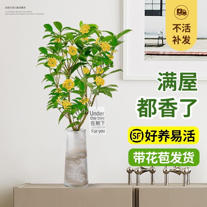 水培植物桂花树苗盆栽带苞图片
