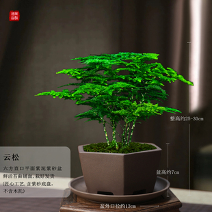 唐山云松正宗矮生文竹办公室内桌面好养绿植盆栽净化空气四季常青