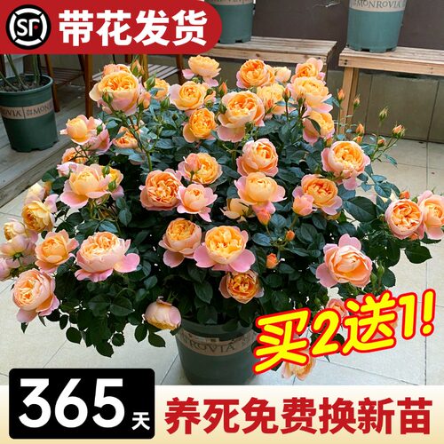 果汁阳台月季花苗带苞四开