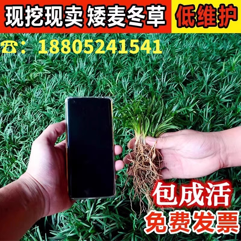 日本矮麦冬草玉龙庭院绿化