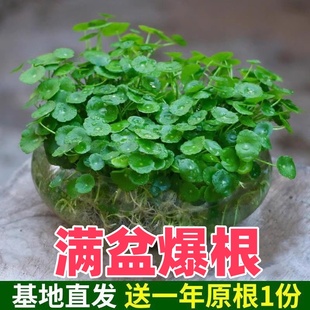 好养带叶 铜钱草水培植物盆栽室内小绿植花卉水养金钱草籽水生四季