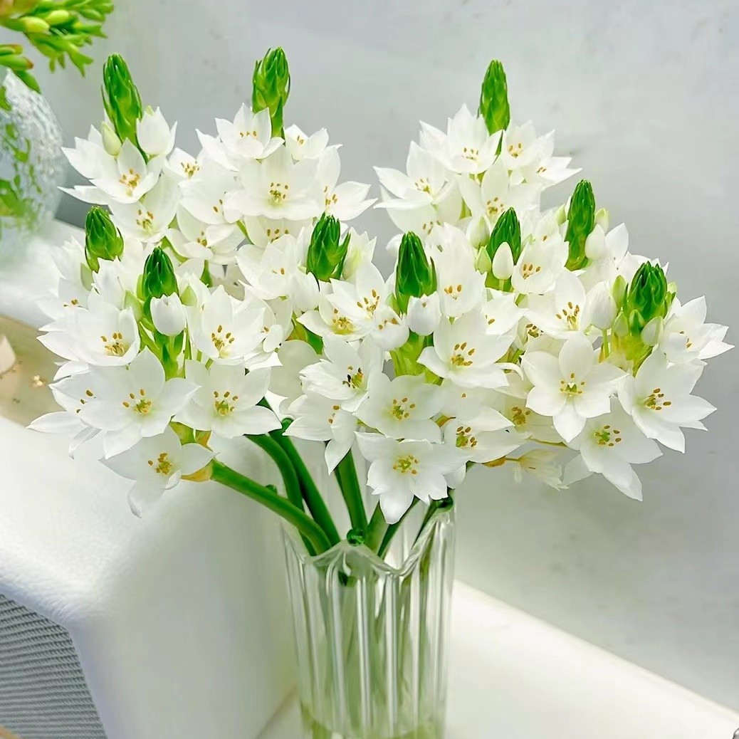 鲜花雀梅花风铃草云南基地直发鲜切花材室内水养真花长花期