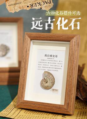 天然化石相框装饰画框古生物标本菊石三叶虫真品装饰画桌面摆件