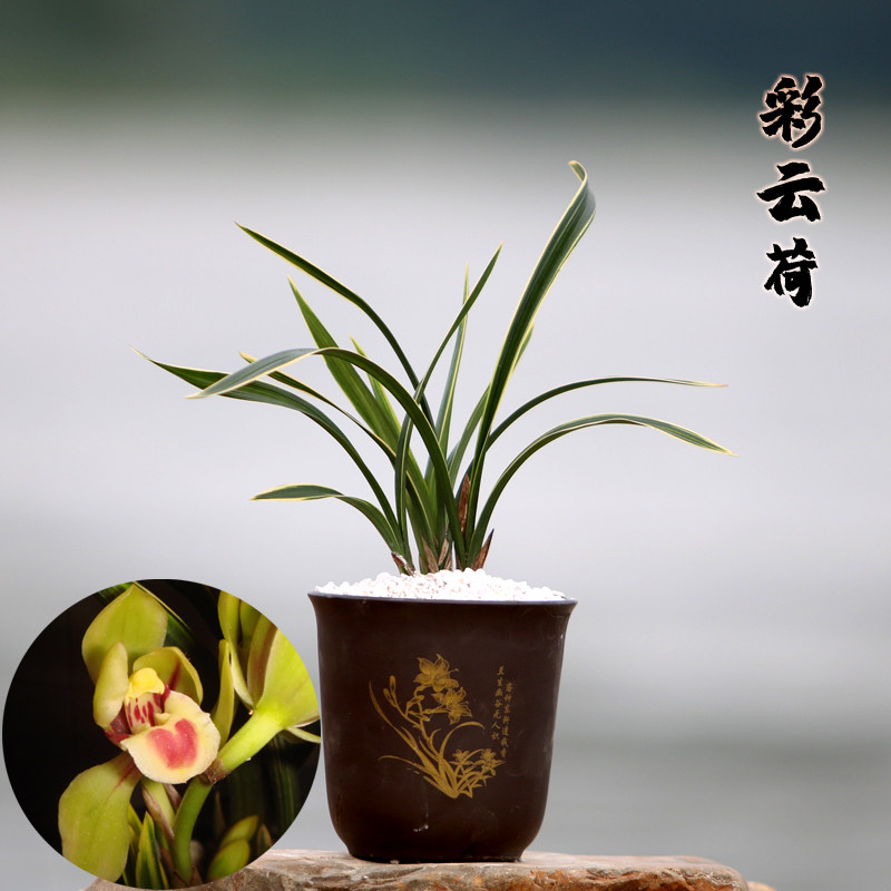 兰花苗春兰彩云荷金边艺浓香型花卉办公室内绿植盆栽易开花易养活在类目 鲜花速递/花卉仿真/绿植园艺, 花卉/绿植盆栽（新）, 花卉中 - 来自Buy2taobao.com提供专业的淘宝代购服务