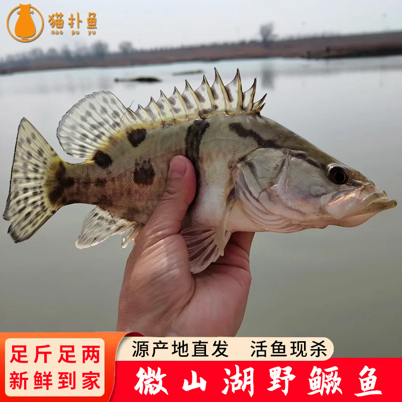 微山湖新鲜野鳜鱼鲜活桂鱼活鱼冷冻生鲜季花桂花鳌花鱼活鱼现杀