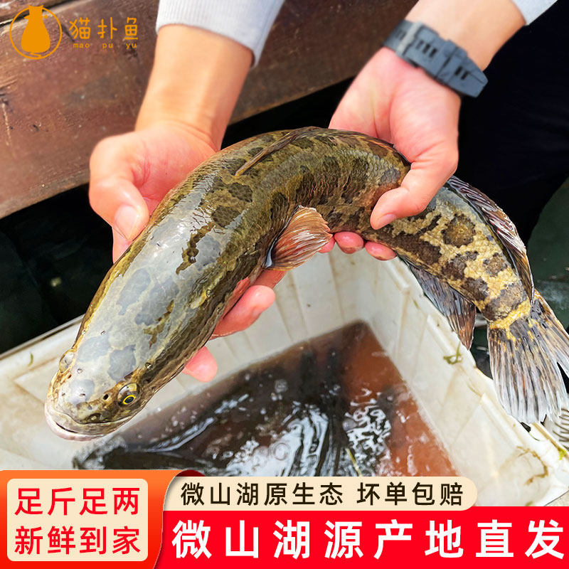 微山湖生态新鲜黑鱼鲜活活鱼现杀乌鱼财鱼火头炖汤术后滋补黑鱼片