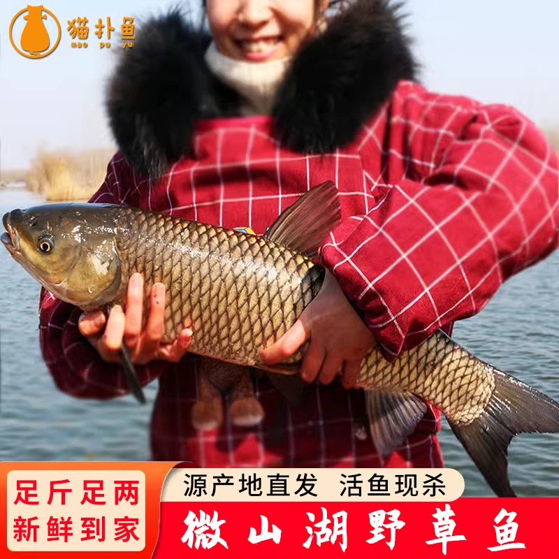 微山湖草鱼新鲜野活鱼现杀