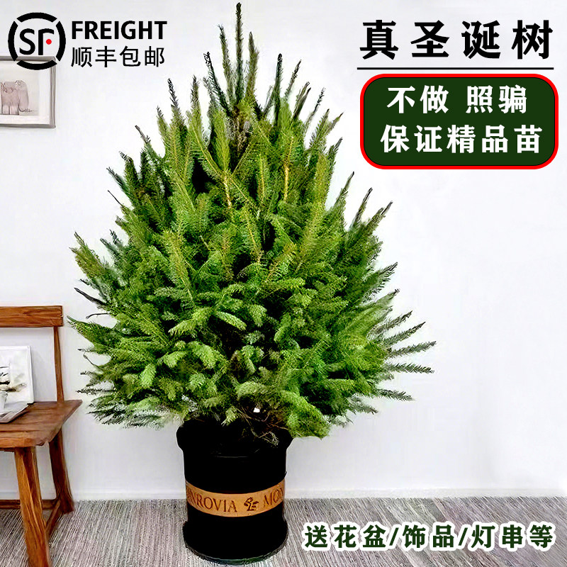 真的圣诞树2025新款保证精品苗