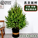 饰家用盆栽客厅松树诺贝松 圣诞节装 真 圣诞树真树活云杉2025新款