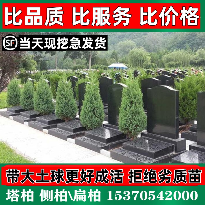 松柏树苗源头基地塔柏侧柏扁柏