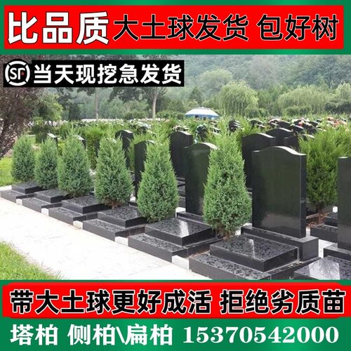 【大土球更好成活】柏树苗松苗