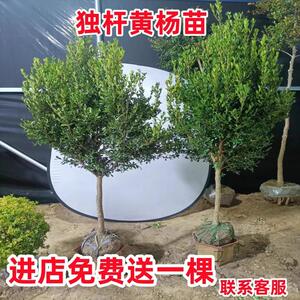 独杆黄杨树苗黄杨球别墅庭院大型盆景耐寒四季常青绿化苗小叶瓜子