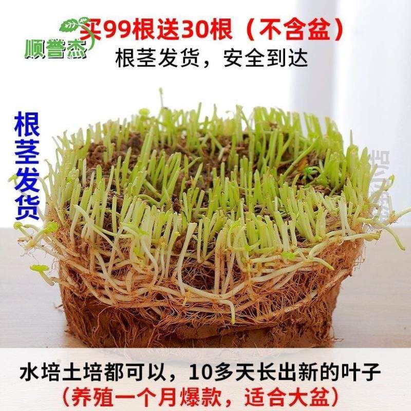 四季水仙花花卉养植招财草绿植?客厅...