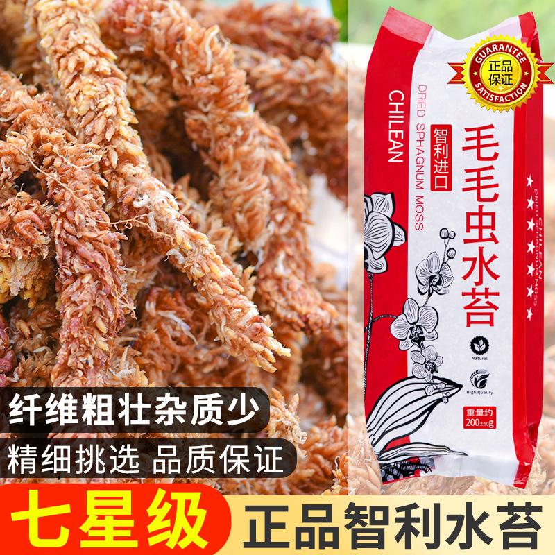智利水苔蝴蝶兰专用毛毛虫水苔七星干苔藓兰花土植料乌龟冬眠垫材