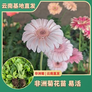 非洲菊大花苗盆栽太阳花扶郎花苗阳台庭院四季开花绿植花卉易活