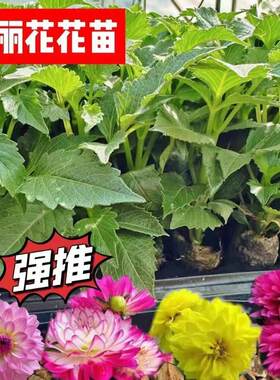 云南基地直发直播时令草本花卉
