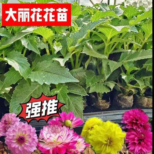 云南基地直发直播时令草本花卉