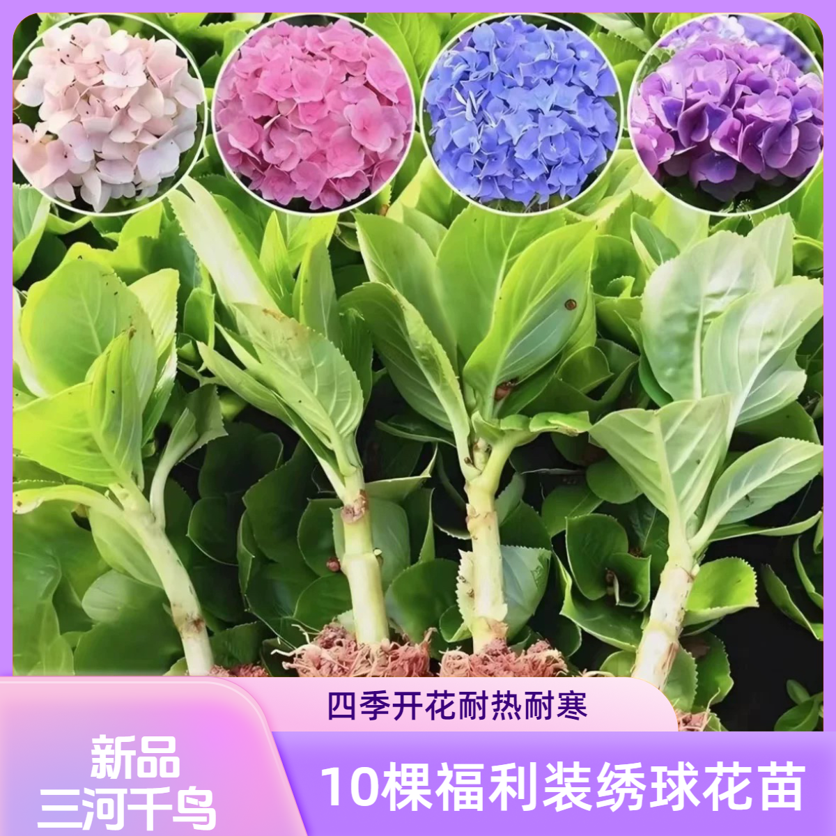 （特惠装10棵）绣球花苗三河千鸟苗四季开花庭院阳台新手易活入门