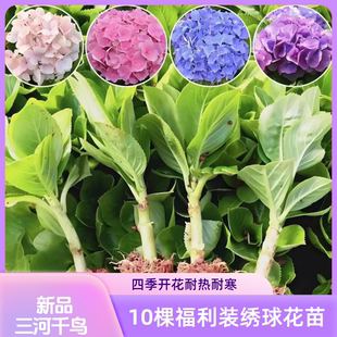 （特惠装10棵）绣球花苗三河千鸟苗四季开花庭院阳台新手易活入门