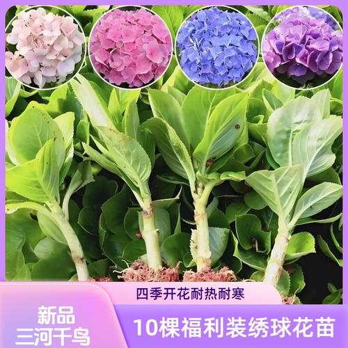绣球花苗四季开花阳台庭院绿植