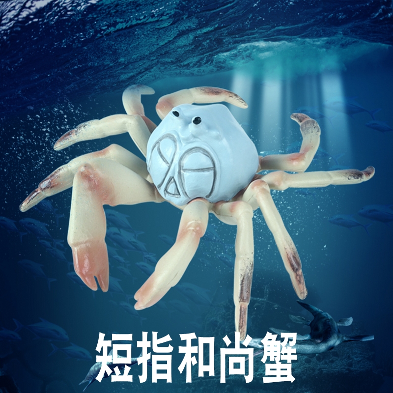 林畅模玩短指和尚蟹模型仿真动物