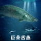 林畅模玩儿童海洋鱼玩具深海巨骨舌鱼模型海底远古生物仿真动物