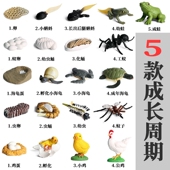 林畅模玩儿童仿真动物玩具昆虫模型套装 青蛙蚂蚁蚊子成长周期变化