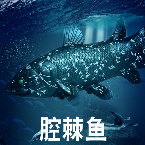 林畅模玩腔棘鱼模型仿真海洋动物