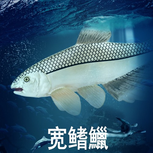 林畅模玩宽鳍鱲模型仿真海洋动物