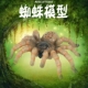 儿童仿真动物玩具塑胶昆虫蜘蛛模型亚马逊巨人食鸟蛛套装 男孩认知