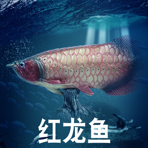 林畅模玩红龙鱼模型仿真动物