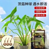 慈姑种根种苗茨菇挺水水草水族装 饰净化鱼缸水培新款 植物中后景
