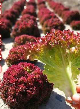 生菜种子种子红叶紫叶奶油罗马阳台四季盆栽紫色蔬菜孑籽种菜籽紫