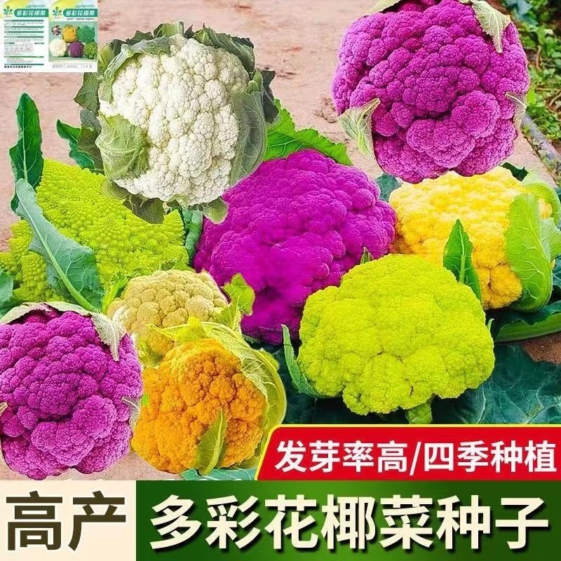 彩色椰菜种子紫色花椰菜种西蓝花营养高产农家田园四季蔬菜种籽苗