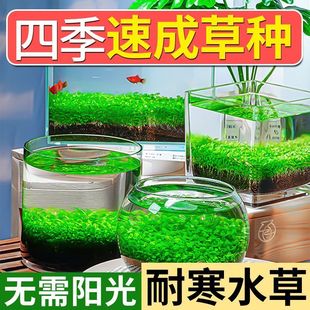水草泥陶粒砂沙鱼缸底砂水族造景套餐水草种子基肥不浑水鱼缸底沙