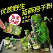 苔藓植物种子吸水石假山上水石盆景草四季 鲜活青苔种籽苔藓孢子粉