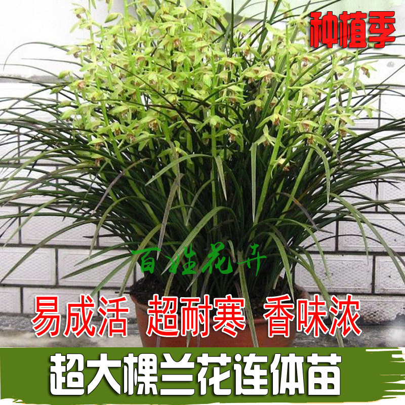 不带花苞兰花苗  浓香蕙兰九头兰春兰送营养土室内花卉绿植小盆栽