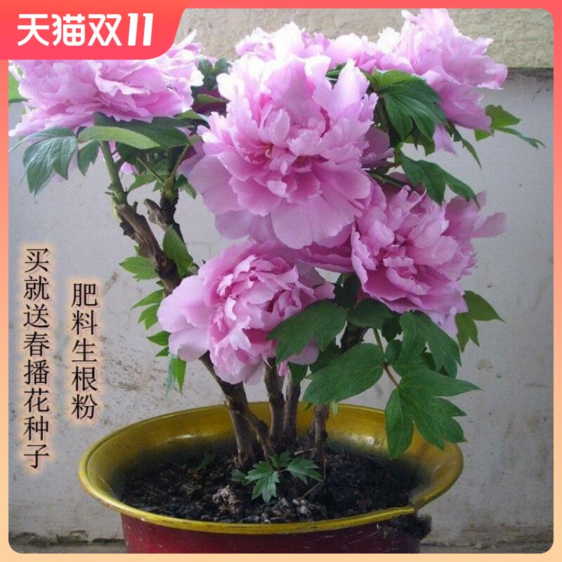 带芽发货2020新苗牡丹花苗盆栽室内庭院花卉绿植芍药花洛阳牡丹花