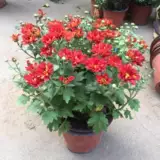 Хризантемевая горшка с горшками с бухами и холодными, устойчивыми к сентябрьским хризантемм цветут цветущие цветы цветы